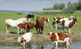 Wildlife near farmland, animals that cause crop damage